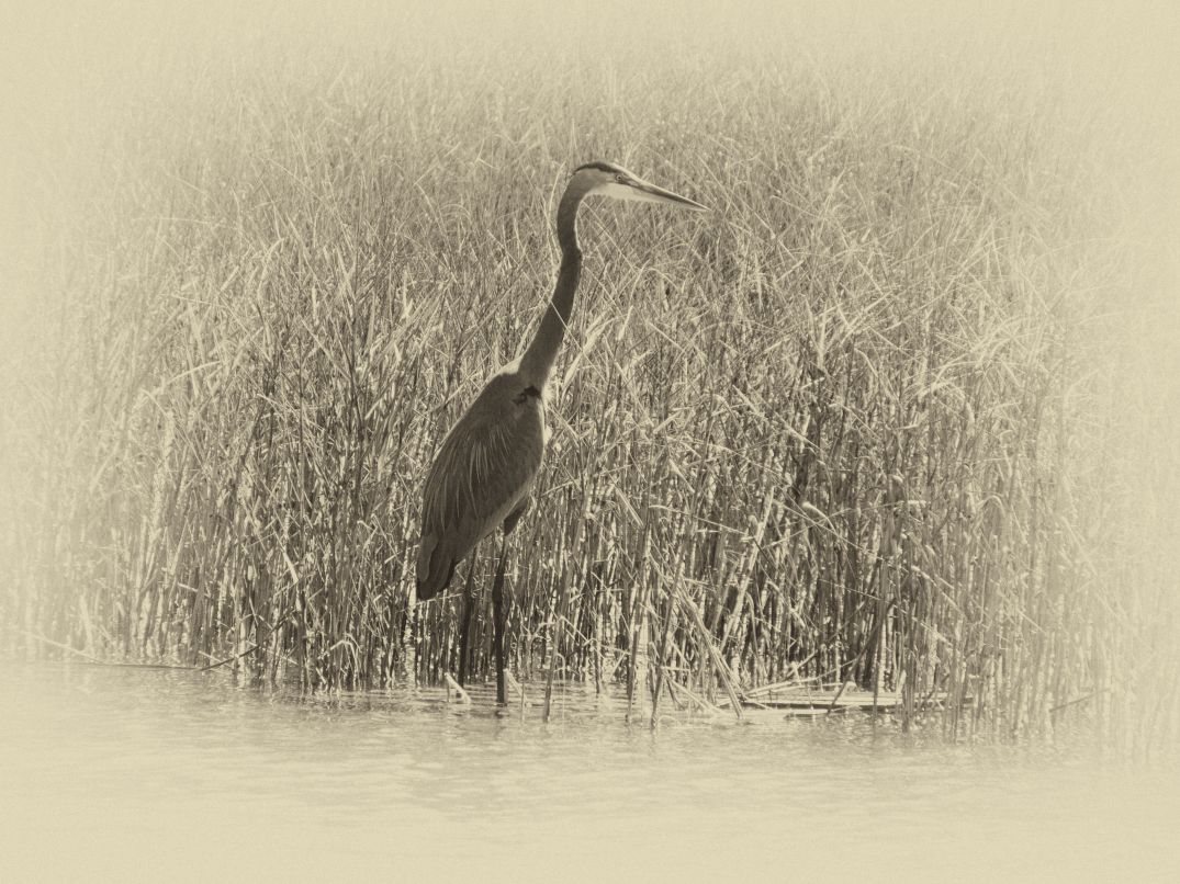 Blue Heron In Black And White